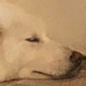 Meet your Posher, Evan